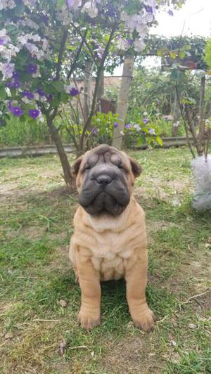 Unica shar pei disponible