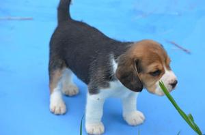 BEAGLES Y JACK RUSSEL TERRIER