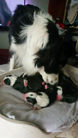 Border Collies excelentes