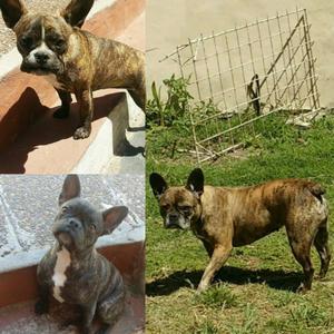 Bulldog francés hembras