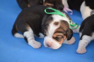 CACHORROS DE RAZA