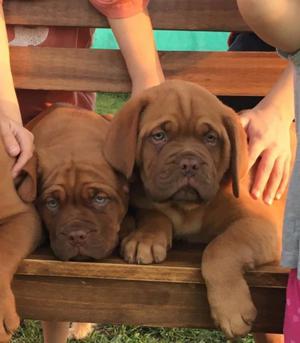 CACHORROS DOGOS DE BURDEOS!!