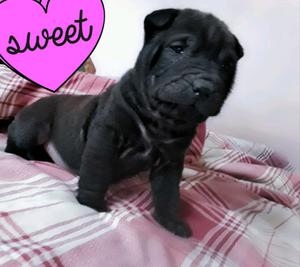 Cachorra SHARPEI pura