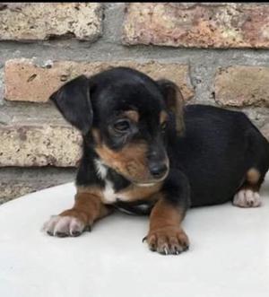 Cachorro 5 meses mini