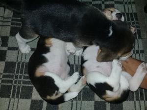 Cachorro Beagle tri color