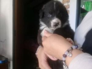 Cachorro Border collie