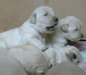 Cachorros Golden Retriever