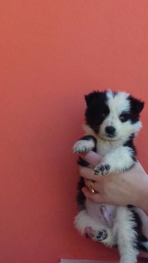 Cachorros border collie 