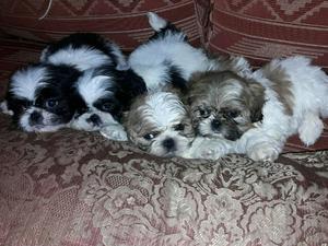 Cachorros shih tzu