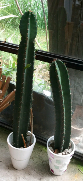 Cactus Cereus en floración