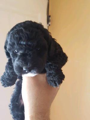 Caniche mini toy Negro