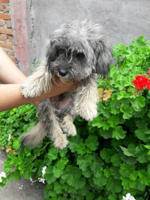 Caniche toy hermoso