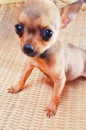 Chihuahua macho de 3 meses.