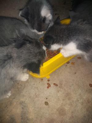 Gatitos en adopcion