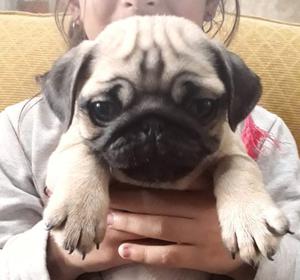 Hembras de pug cachorritas, ULTIMAS!!!