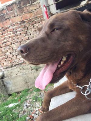 Hermosas Cachorras labradores