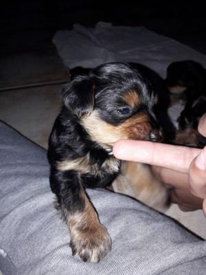 Hermosos cachorro yorkshier