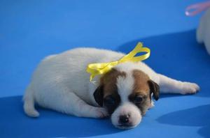 JACK RUSSEL TERRIER