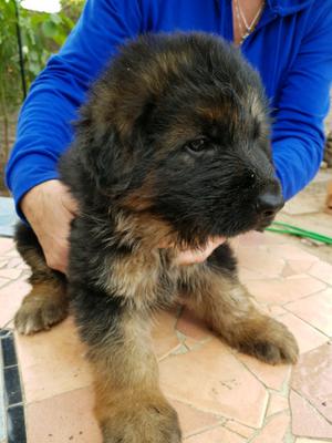 OVEJEROS ALEMANES CACHORROS MACHOS