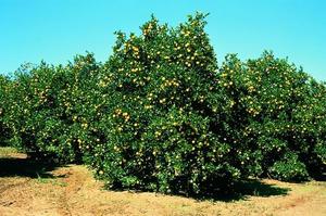 Planta de limones y naranjas