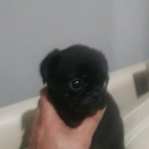 Pug carlina hembra negra envios a domicilio