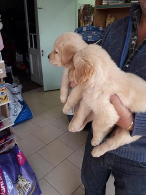 SALCHICHAS MINI Y GOLDEN RETRIEVER