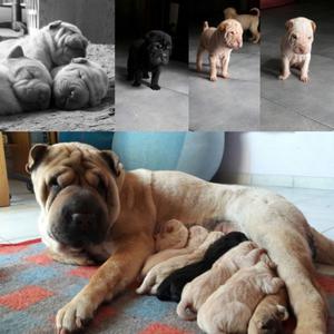 VENDO CACHORRO SHAR PEI