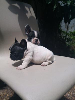 Vendo Cachorros Bulldog Francés