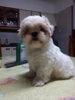 Vendo Shiht Tzu Macho