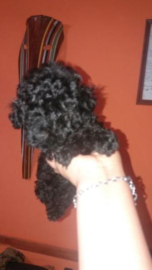 Vendo caniche bonito 