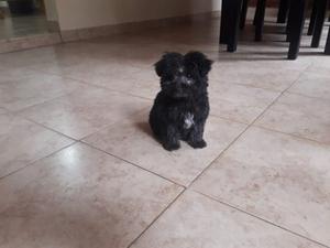 Vendo caniche toy