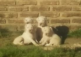 Vendo dogo argentino exelentes