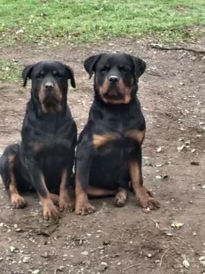 Vendo rottweiler machos