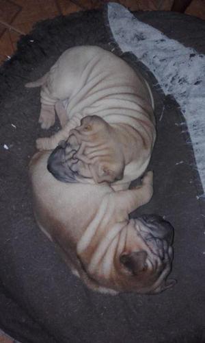 Vendo shar pei