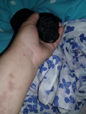 Venta de caniche negro