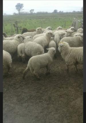 ovejas y corderos