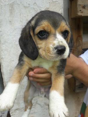 Beagles cachorros hermosos