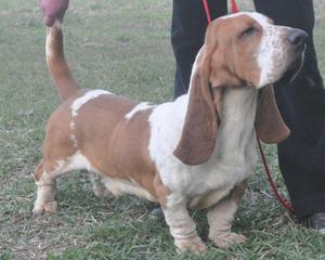 CACHORROS BASSET HOUND