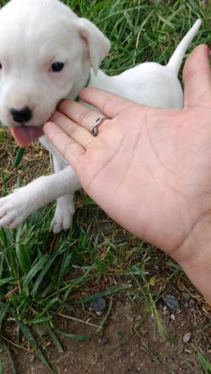 CACHORROS DOGOS ARGENTINOS