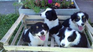 Cachorros border collie 