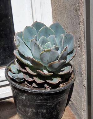 Echeveria secunda con hijos maceta 12