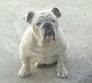 Servicio de bulldog inglés