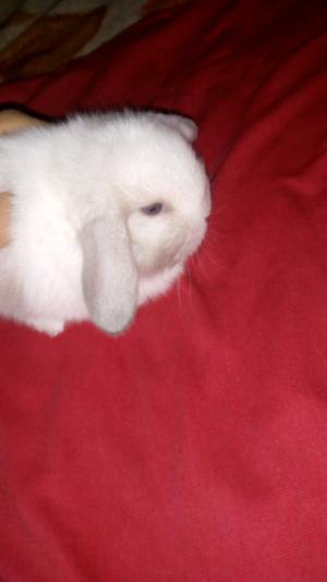 Vendo Holland lop