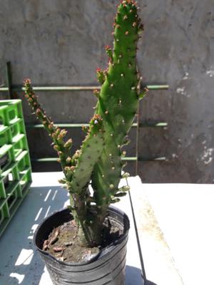Vendo cactus hermosos