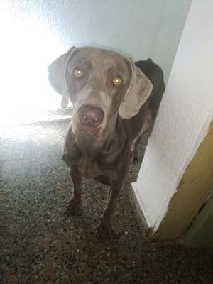 Weimaraner pará servicio