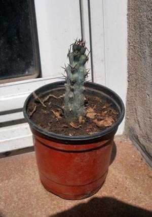 cactus spegazzini maceta 9