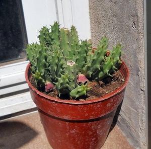 huernia maceta 12 en flor