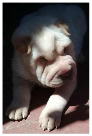 CACHORROS SHAR PEI HEMBRAS