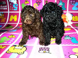 Cachorros caniche mini toy