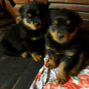 Cachorros de rottweiler machos y hembras